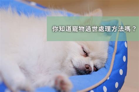 狗狗往生後去哪裡|寵物過世後還會回來嗎？